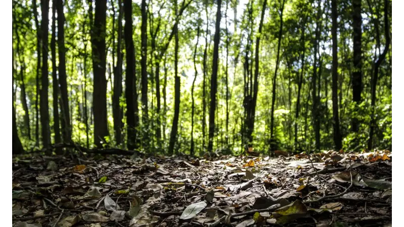 Produção florestal do país cresce 16,7% e chega a R$ 44,3 bi em 2024