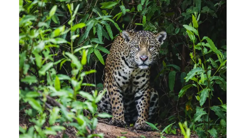 Programa visa resgatar e dar assistência a animais silvestres