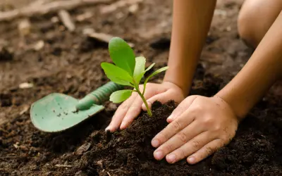 Projeto plantará uma árvore para cada morte por Covid-19 no Brasil