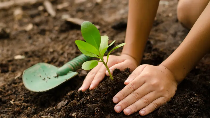 Projeto plantará uma árvore para cada morte por Covid-19 no Brasil