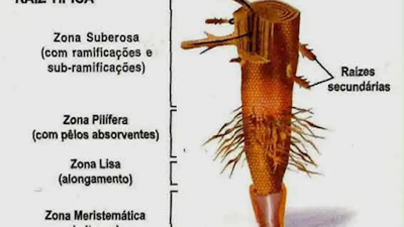 Quais os tipos de Raízes que existem?