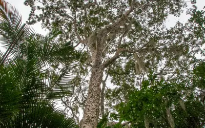 Quase 2.500 espécies de animais e plantas em risco de extinção no Brasil