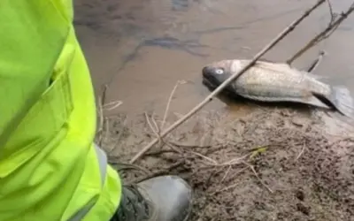 Quatro anos após tragédia de Mariana, peixes do rio Doce ainda apresentam níveis perigosos de contaminação