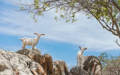 Recaatingamento: salvando o semiárido de virar deserto