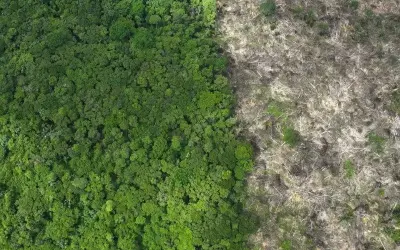 Senado avalia Proposta para reduzir áreas de preservação na amazônia