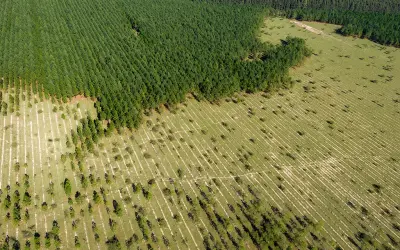 Reflorestamento consciente: desafios e soluções para a restauração de ecossistemas