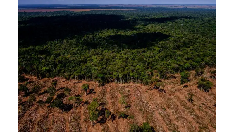 Regeneração natural de florestas captura carbono mais rápido do que se pensava