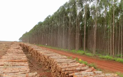 Região sul é a principal produtora de eucalipto, C&P e painéis