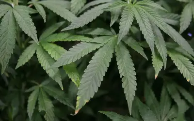 Regulamentação da indústria da Cannabis poderia gerar mais de R$ 167 bi por ano