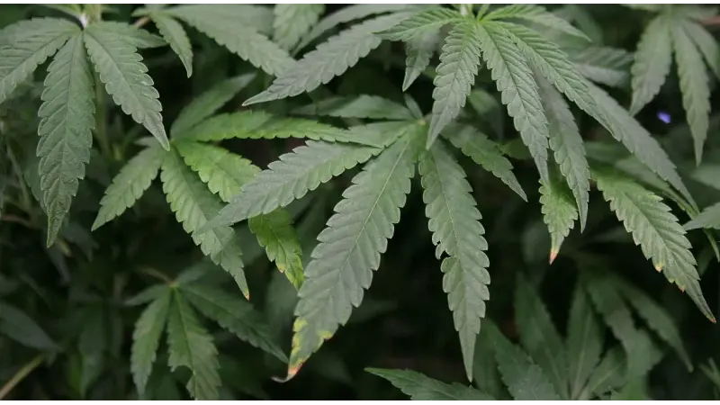Regulamentação da indústria da Cannabis poderia gerar mais de R$ 167 bi por ano