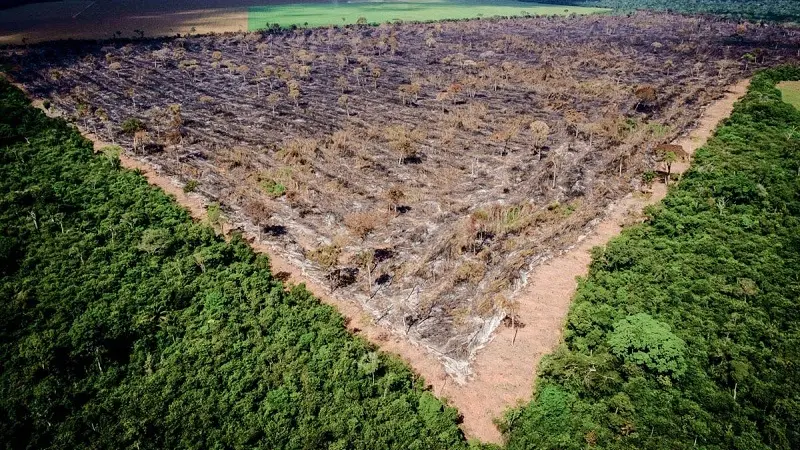 Relatório expõe agronegócio como responsável por desmatamento ilegal de dois terços das florestas tropicais do mundo