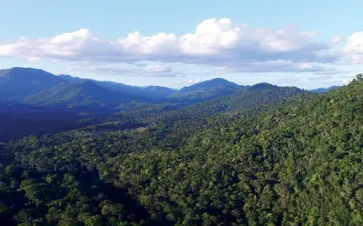 Remanescentes: danos além do desmatamento