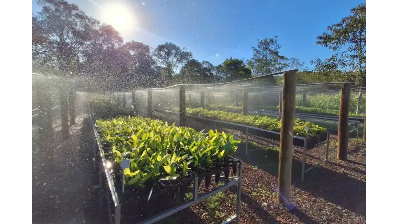 Restauração e produção é possível na Mata Atlântica através da Agrofloresta