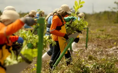 Restauração ecológica nos biomas brasileiros: conectividade, sustentabilidade e um futuro verde