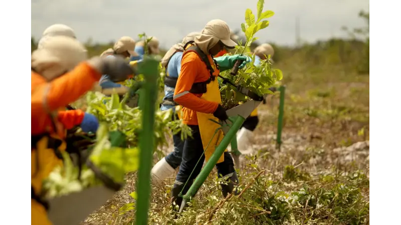 Restauração ecológica nos biomas brasileiros: conectividade, sustentabilidade e um futuro verde