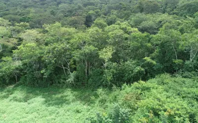 Reduzir a exploração pecuária não é suficiente para recuperar o solo degradado da Caatinga