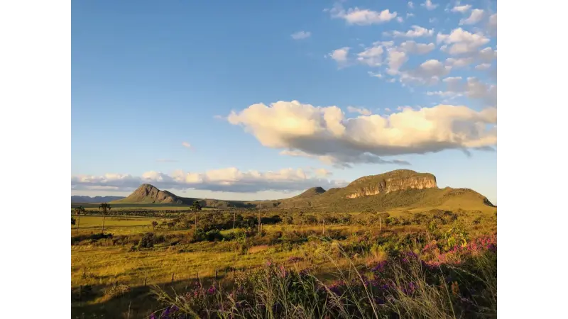Restaurar o Cerrado apenas com árvores não é o melhor caminho