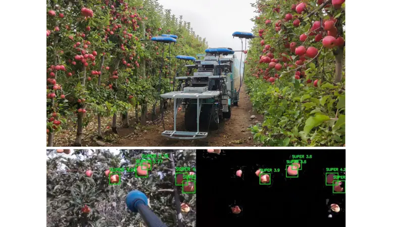 Robôs programados para colher frutas