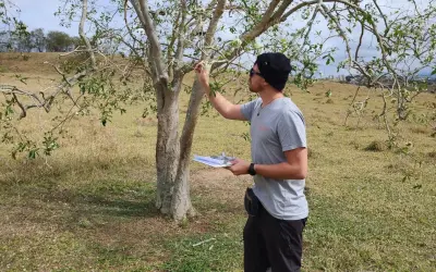 Saiba de forma simples como elaborar um inventário florestal