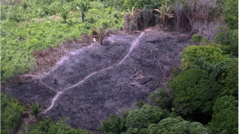 Segundo pesquisador da Imazon, o desmatamento na Amazônia só será controlado se der um freio na pecuária
