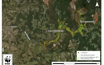 Segundo WWF, a barragem de Brumadinho causou a perda de de 125 hectares de florestas