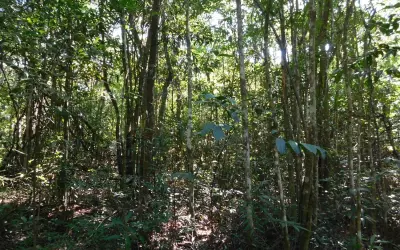 Sem manejo adequado, Cerrado se descaracteriza e área fica menos resiliente às mudanças no clima