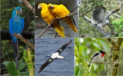 Maior Sequenciamento Genético do Brasil: ICMBio Mapeia DNA de 400 Espécies da Fauna Brasileira