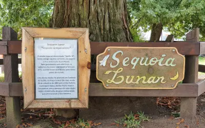 Sequoia lunar: NASA confirma que árvore gigante plantada no RS é de semente enviada à Lua