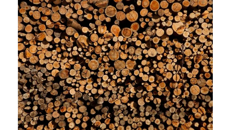 Setor de celulose planeja investir R$ 53 bilhões no Brasil até 2020