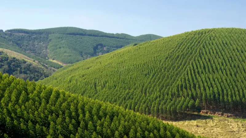 Setor de florestas plantadas fatura R$ 240 bilhões e bate recordes históricos no Brasil