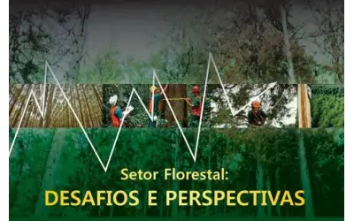 Setor florestal continuará na contramão da economia brasileira: crescerá este ano