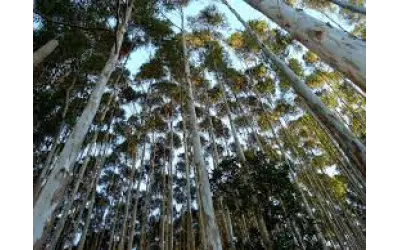 Setor florestal: incentivos e nova fábrica aquecem segmento em MS