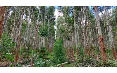 Setor florestal bate recorde e chega a R$ 47,9 bilhões em 2025, puxado pelo eucalipto