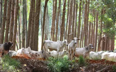 Sistemas agrícolas sustentáveis podem dar uma chance ao Brasil