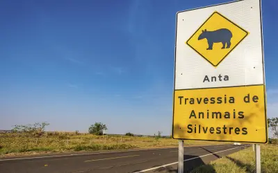 Sistemas baseados em Inteligência Artificial podem monitorar travessia de animais em rodovias