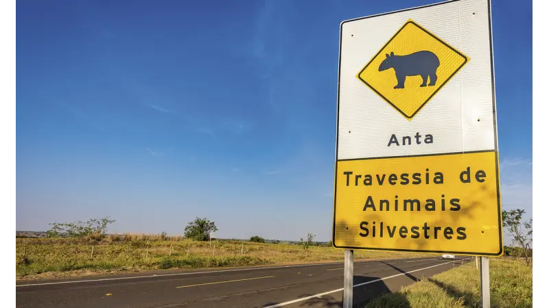 Sistemas baseados em Inteligência Artificial podem monitorar travessia de animais em rodovias