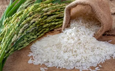 "Situação é realmente precária": maior exportador de arroz do mundo enfrenta declínio na produção em meio a onda de calor!