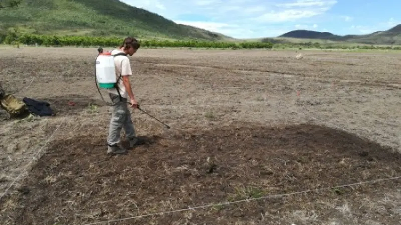 Solo mais ácido diminui capim invasor e ajuda a restaurar vegetação nativa do Cerrado, aponta estudo
