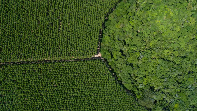 Suzano firma parceria com CMAK AgroForest para impulsionar mecanização florestal no Brasil