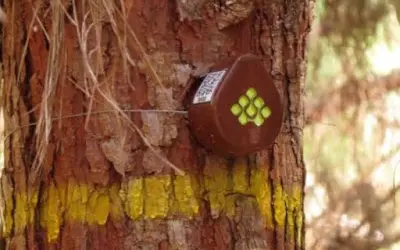 Aparelho usa internet das coisas para projetar quanto floresta vai render de matéria-prima