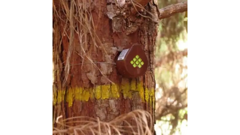 Aparelho usa internet das coisas para projetar quanto floresta vai render de matéria-prima