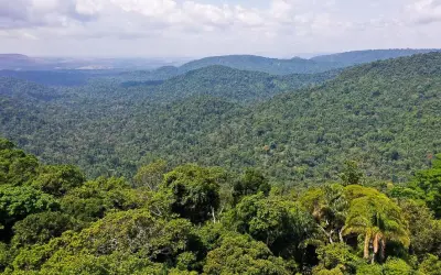 O que é e pra que serve o Inventário Florestal?