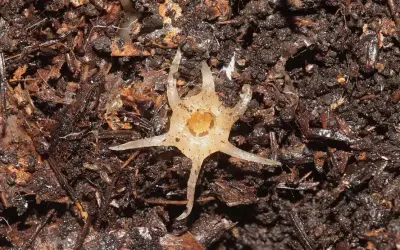 Uma descoberta insólita: Planta rara sem fotossíntese encontrada no Japão
