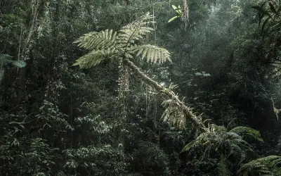 Uma oportunidade de recomeço para a Mata Atlântica