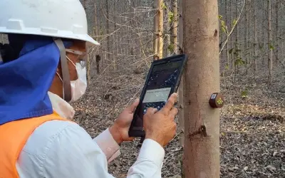 Usando IoT para monitoramento do crescimento de florestas plantadas