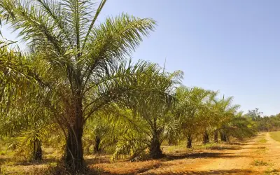 Uso da Macaúba como biocombustível sustentável