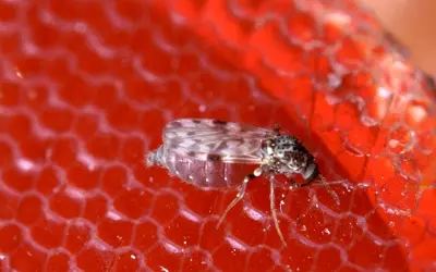 Variante do vírus Oropouche está se propagando pelo país