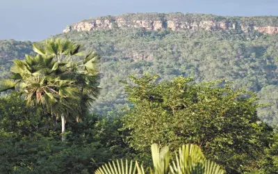 Veja como acessar o Inventário completo da Flora Cearense