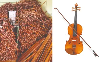 Venda ilegal de pau-brasil para arcos de violino movimenta R$ 1 bilhão