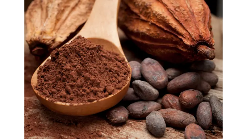 Vírus em árvore do Cacau ameaça produção mundial de chocolate